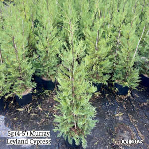 October 2025 5g Murray Leyland Cypress Group Website